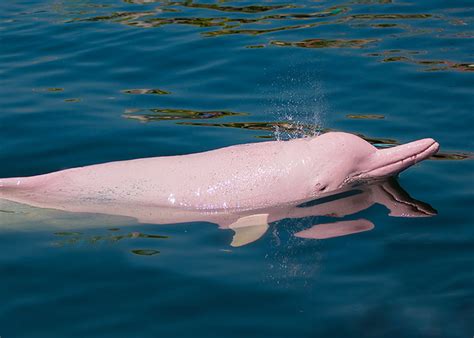 Novo Airão Pink dolphin. (Amazon lodges and cruises) in 2021 Amazon