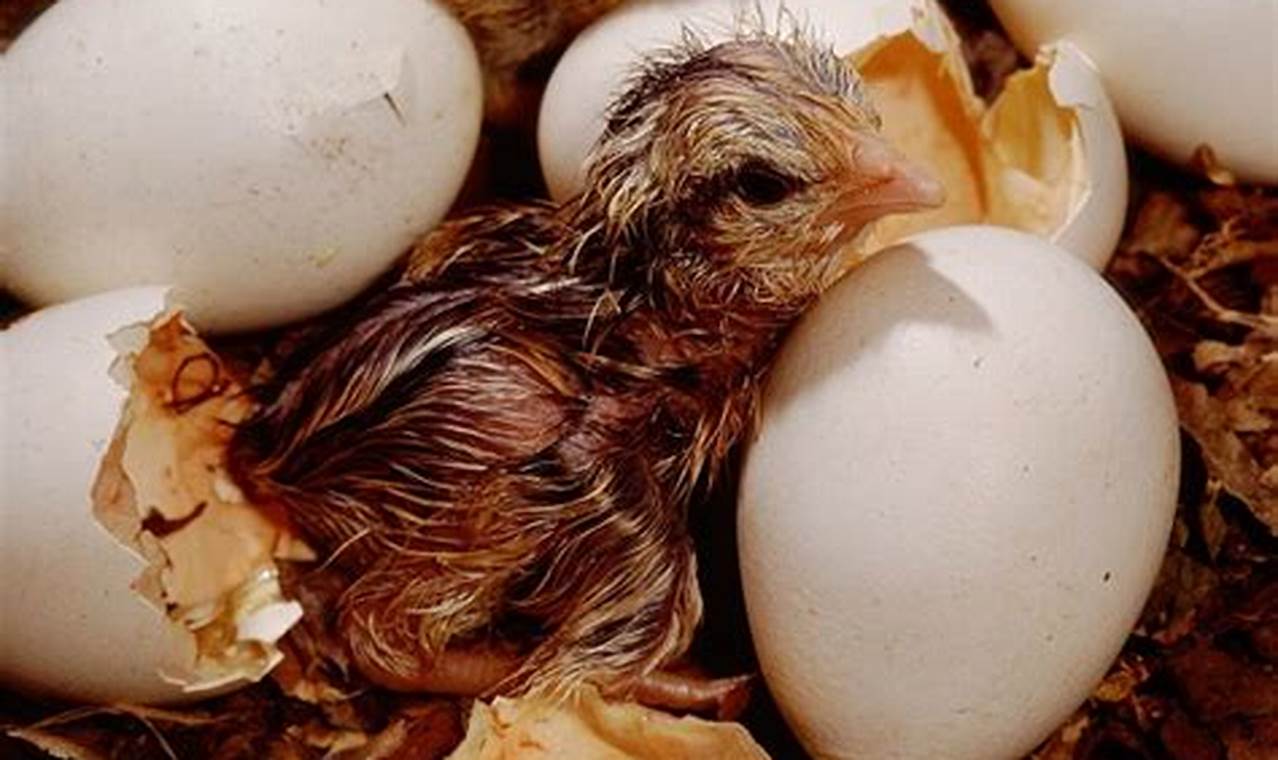 Telur Ayam Hutan Terungkap: Rahasia Gizi dan Resep Lezat