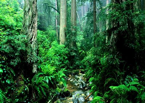 Jungle Or Rainforest