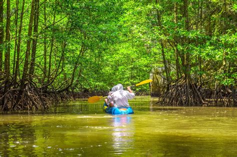 jungle trails phuket