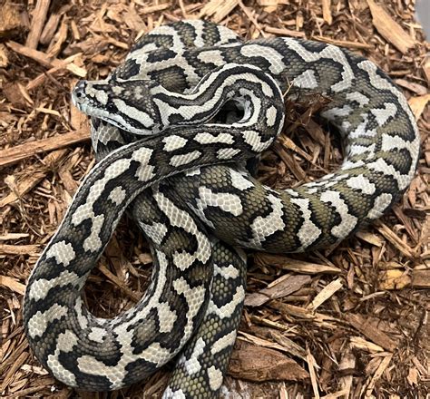 Male Jungle Carpet Pythons For Sale Underground Reptiles
