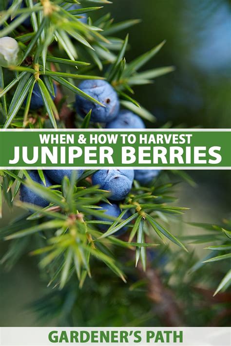 Juniper Berries Adelaide