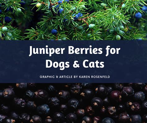 Juniper Berries Cats