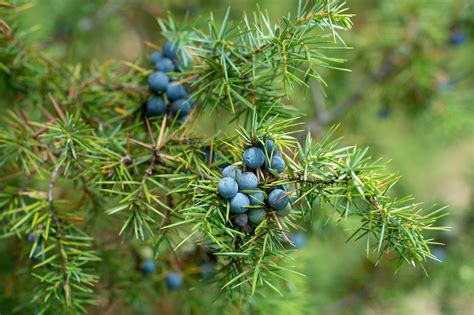Juniper Berries Magyarul