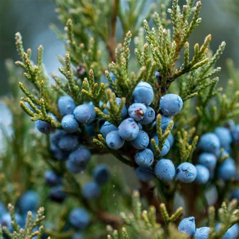 Juniper Berries Toronto