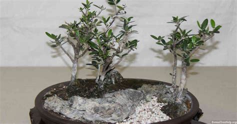 Juniper Bonsai How Much Water