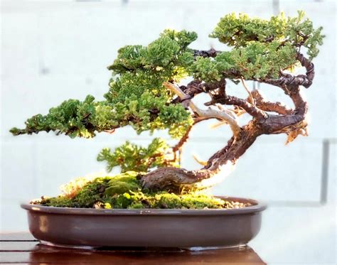 Juniper Bonsai Ideas