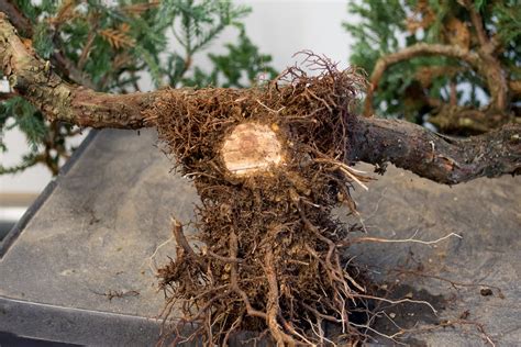 Juniper Bonsai Root Rot