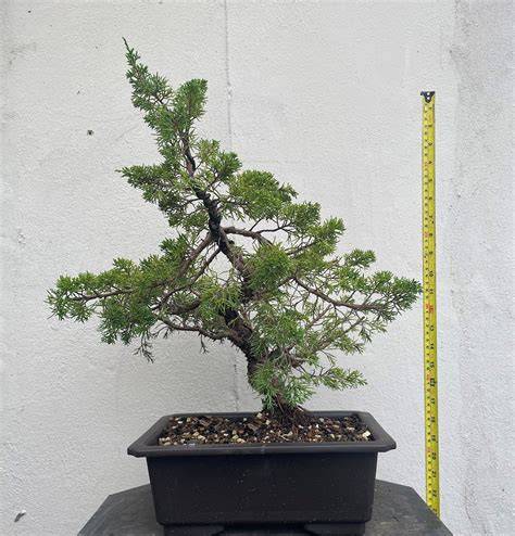 40 Juniper Bonsai Tree Seeds Potted Flowers Office Bonsaibuy at a low