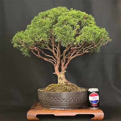 Juniper Bonsai Tree Uk
