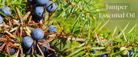 Juniper Essential Oil Description