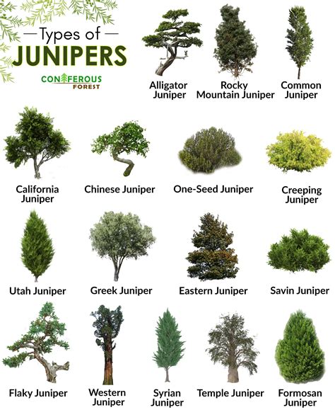 Juniper Evergreen Tree Types
