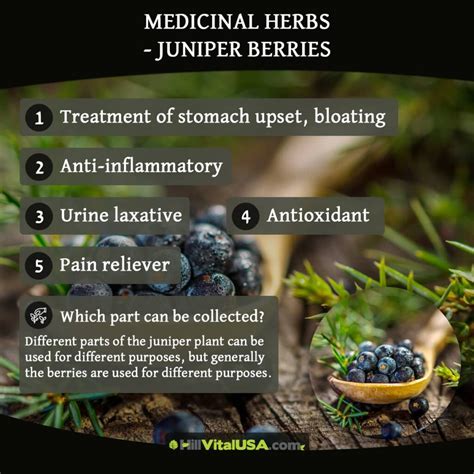 Juniper Root Benefits