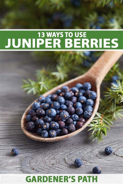 Juniper Tree Berry Uses