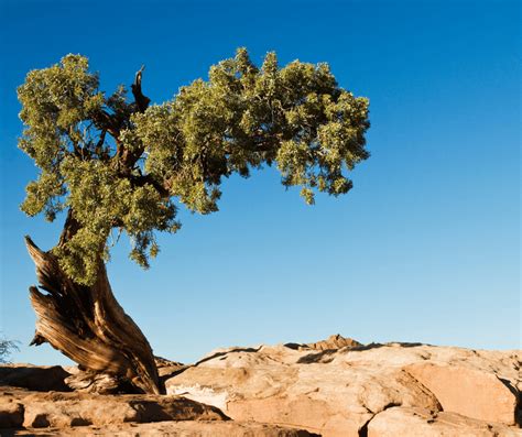 Juniper Trees Meaning
