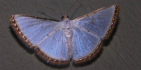 juniper venom onlyfans onlyfans