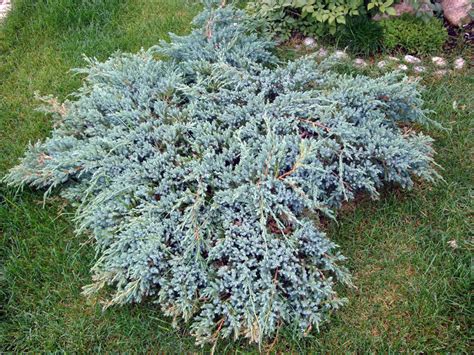 Juniperus Squamata Blue Carpet: The Perfect Addition To Your Garden
