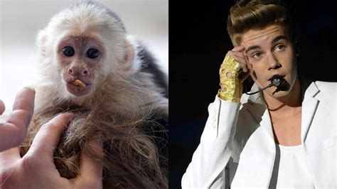 justin bieber monkey