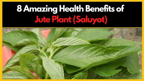 Jute Benefits