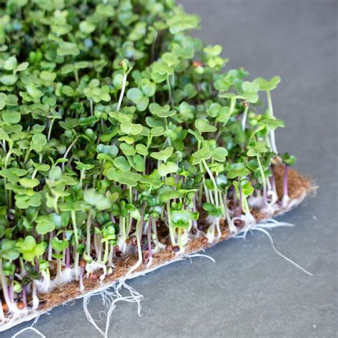 Jute Microgreens