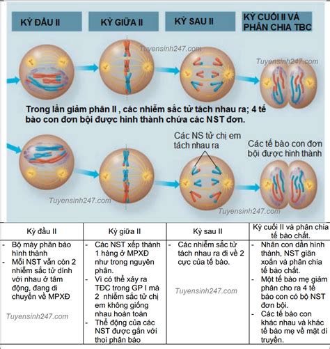 kết quả của giảm phân tạo ra