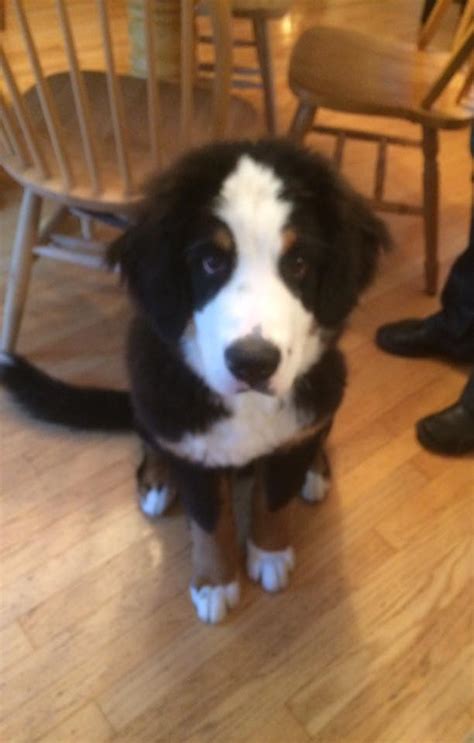 K9 Bed And Breakfast