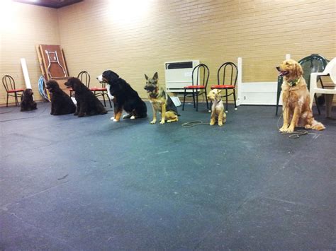 k9 dog training classes near me