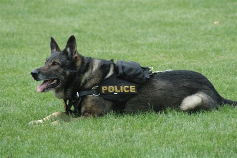k9 police dogs video