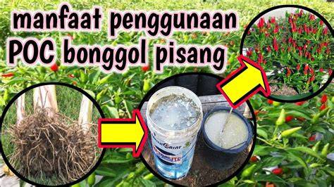 Pisang, sumber karbohidrat kompleks