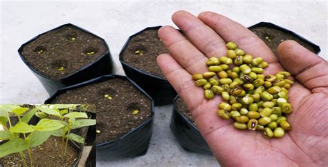 kacang hijau dan aqua gelas