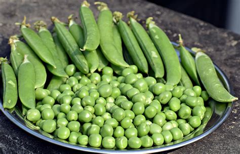 Kacang Polong