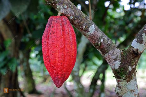 kakaofrucht