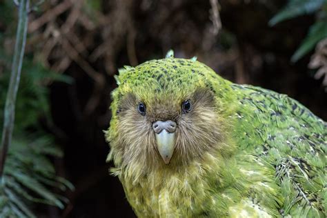 kakapo bird call