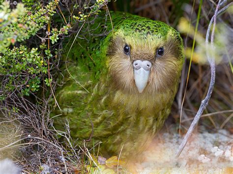 kakapo bird video