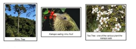 kakapo diet and ecosystem scrublands pictures