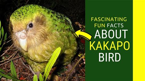 kakapo facts for kids