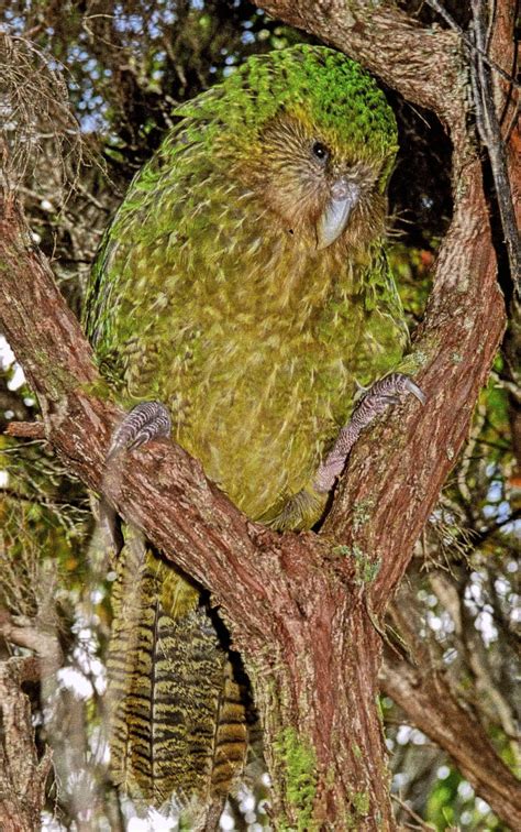 kakapo name meaning