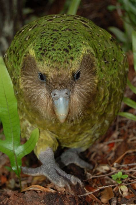 kakapo papagei