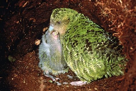 kakapo papagei nachwuchs