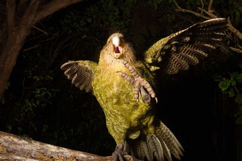 kakapo parrot call