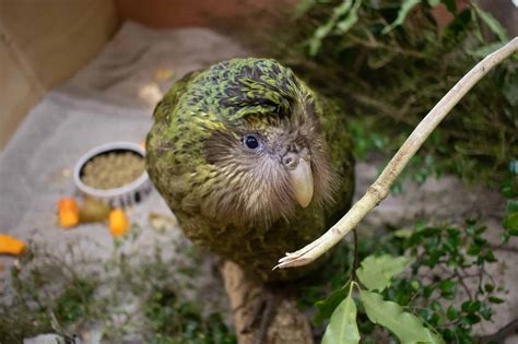 kakapo parrot facts