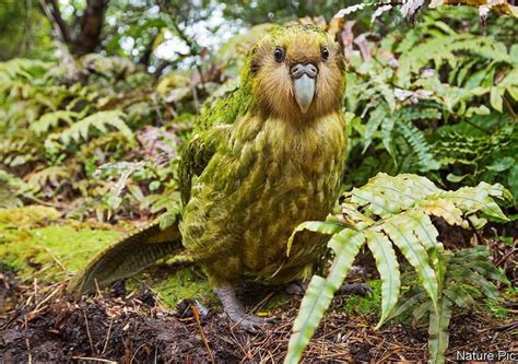 kakapo parrot for sale