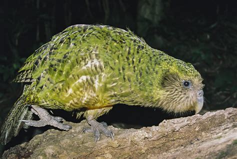 kakapo parrot new zealand