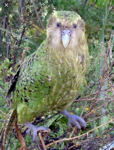 kakapo parrot pictures