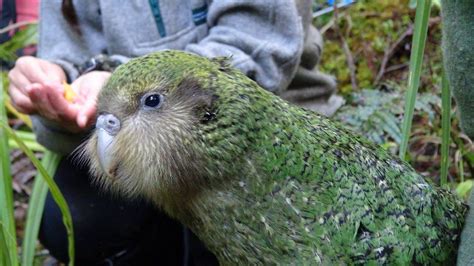 kakapo parrot sanctuary