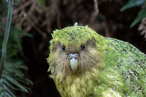 kakapo population 2022