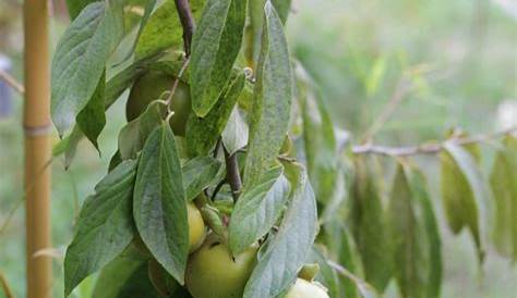 Kaki Vert Fruit Pomme 'Fuyu' Taille Demitige, En Pot De 12 L Pot