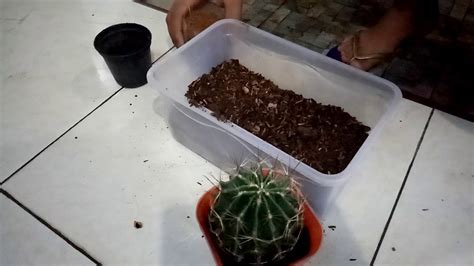 Kaktus Mini