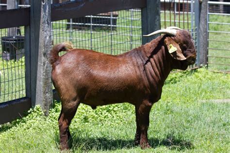 kalahari goats for sale qld