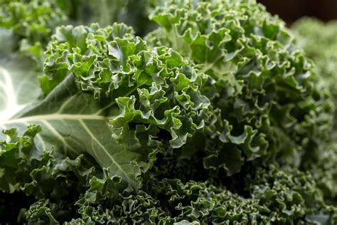 Kale - Superfood Hijau yang Kaya Nutrisi